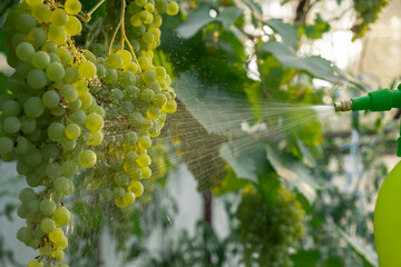 Spraying Chemicals Pesticides on green grapes in outdoor vineyards. Concept of healthy eating...