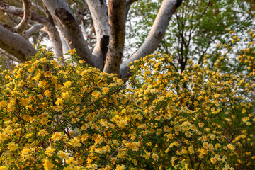 A blooming bush rose with yellow flowers on the background of a tree with spreading branches
