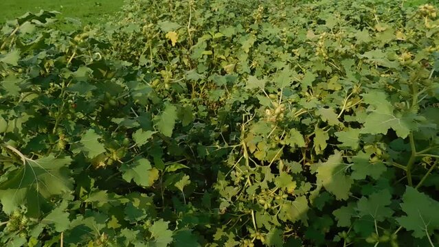 Xanthium strumarium. Its other names rough cocklebur, clotbur, common cocklebur, large cocklebur and woolgarie bur. This plant fruits has many medicinal properties.