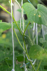 Green ripe cucumber grown in garden. Homegrown organic vegetables. Seasonal locally grown countryside food produce. Farming 