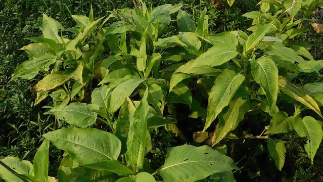 Weed Persicaria lapathifolia grows in a field among agricultural crops.