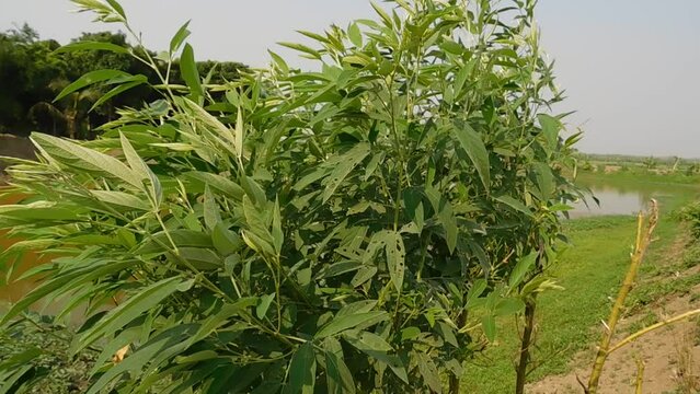 Weed Persicaria lapathifolia grows in a field among agricultural crops.