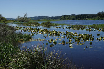 Scenic view on a marshy, wetlands nature reserve at Coquille , Oregon , USA on a sunny day