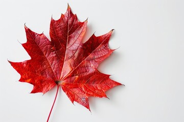 Vibrant red maple leaf, isolated on white background, 