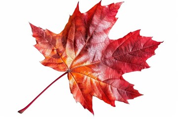 Fototapeta premium Vibrant red maple leaf, isolated on white background, 