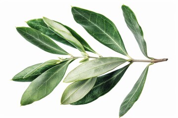 Obraz premium Delicate olive leaves, isolated on white background, 