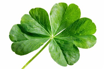 Green clover leaf, isolated on white background, 