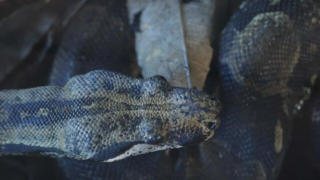 Anaconda Moving Through Dry Leaves
