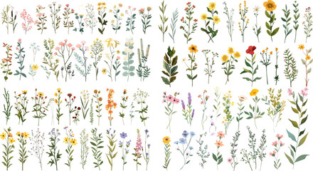 Beautiful floral set with watercolor wild field flowers. floral watercolor illustration for greeting card, invitation and other printing design. Wild flowers hand drawing vector EPS. 
