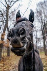 Close up of a horse's face with trees in the background, suitable for use in nature or animal-themed projects