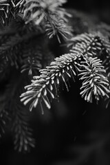A classic black and white image of a pine tree silhouette against a contrasting background