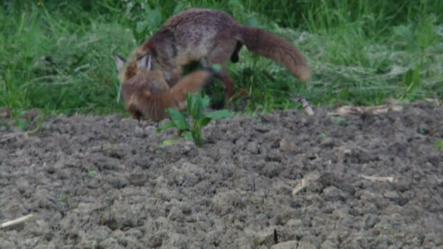 fox male and vixen on a field in summertime