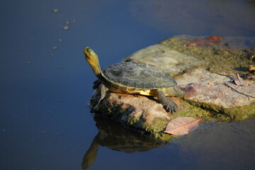 Obraz premium Chinese Stripe-Necked Turtle (Mauremys sinensis) sunbathing on a rock in a pond