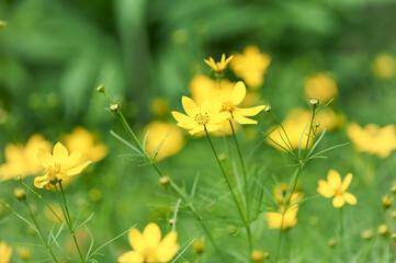 Nature background with spring flowers. Selective and soft focus. Close up.