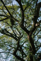 A towering, majestic tree against a backdrop of clear skies, epitomizing nature's grandeur and the tranquility of open spaces
