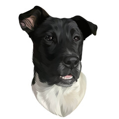 Colorful detailed dog Illustration