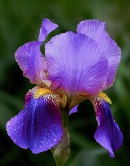 Bearded Iris blossom