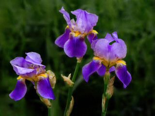 Bearded iris triplet