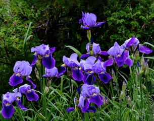 Bearded iris bed © Henry