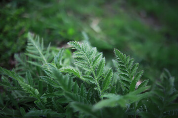 Flowers and plants summer field in sunlight