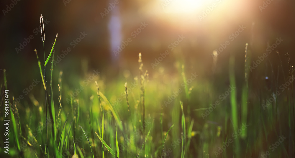 Sticker calm quiet scene green grass landscape.spring green grass.