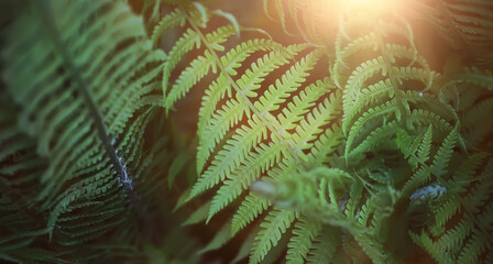  Calm quiet scene green grass landscape.Spring green grass.