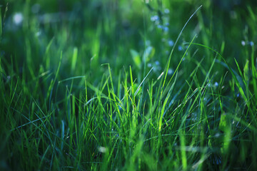 Spring green grass. Calm quiet scene green grass landscape.