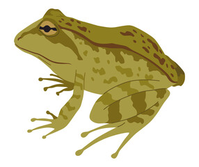 Frog or toad, amphibian animal. Type of froggy. Exotic tropical reptile. Flat illustration on white background