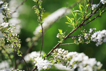 Summer landscape, lush green vegetation and nature.