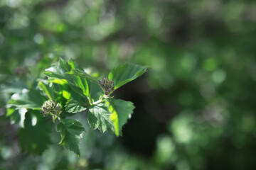Summer landscape, lush green vegetation and nature.