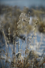 White snow on a bare tree branches on a frosty winter day, close up. Natural background. Selective botanical background.