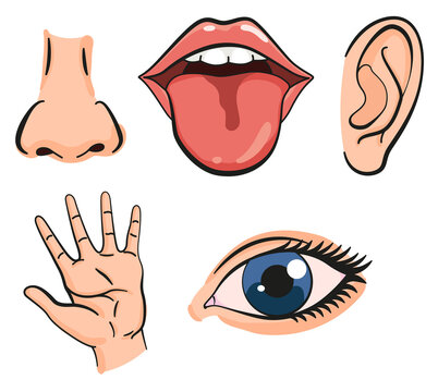Cartoon sensory organs icons. Nose, ear, hand, tongue and eye. Five human senses education concept. illustration isolated on white background