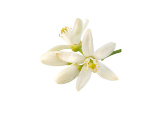 Orange tree flowers and buds bunch isolated transparent png