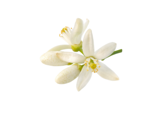 Orange tree flowers and buds bunch isolated transparent png