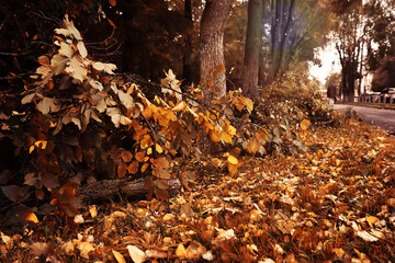 Beautiful Nature Autumn landscape. Scenery view on autumn city park with golden yellow foliage in Sunny day. Walking path in the city Park strewn with autumn fallen leaves.