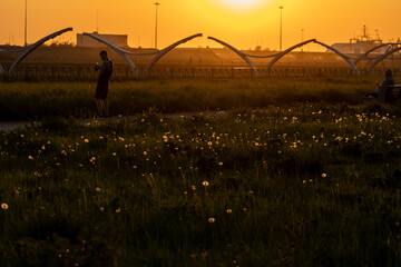A sunny evening in a clearing with dandelions like stars
