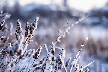 Winter atmospheric landscape with frost-covered dry plants during snowfall. Winter Christmas...