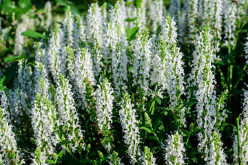 Large evergreen shrub with green leaves and leaves of White Profusion Salvia nemerosa perennial plant, commonly known as woodland, Balkan clary or wild sage in a garden in a sunny summer day.