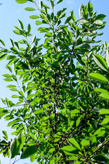 Many small fresh red sour cherries and green leaves in a tree orchard in a garden in a sunny summer day, beautiful outdoor background photographed with soft focus