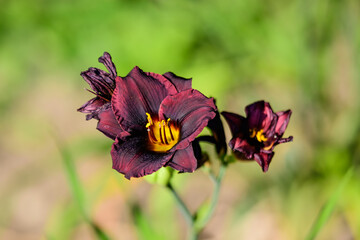 Vivid dark red Hemerocallis Siloam Paul Watts plant, know as daylily, Lilium or Lily plant in a British cottage style garden in a sunny summer day, beautiful outdoor background 