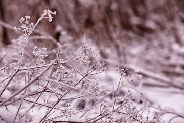 Winter atmospheric landscape with frost-covered dry plants during snowfall. Winter Christmas background