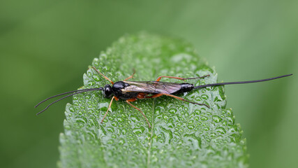 Schlupfwespe - Ichneumonidae