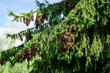 Many green leaves or needles and brown cones of fir coniferous tree in a forest at at mountains, in a sunny summer day, beautiful outdoor monochrome background.