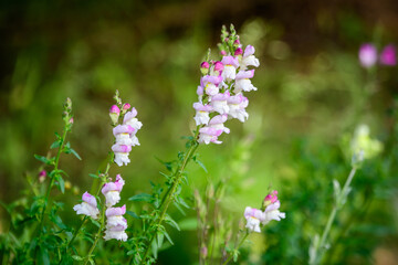 Vivid pink and white dragon flowers or snapdragons or Antirrhinum in a sunny spring garden, beautiful outdoor floral  background photographed with soft focus.