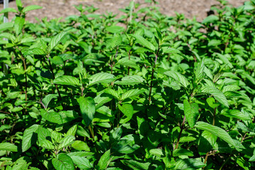 Fresh green peppermint or mentha × piperita, also known as Mentha balsamea leaves in direct sunlight, in an organic herbs garden, in a sunny summer day. © Cristina Ionescu