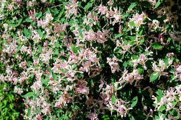 Small fresh loght pink flowers and green leaves on branches of blue leaf honeysuckle plant (Latin...