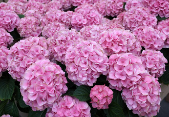 Blooming pink garden hydrangeas