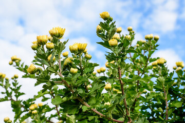 Many vivid yellow Chrysanthemum x morifolium flowers and small green blooms towards blue and cloudy sky, in a garden in a sunny autumn day, beautiful colorful outdoor background.