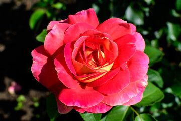 Close up of one delicate vivid red rose in full bloom and green leaves in a garden in a sunny summer day, beautiful outdoor floral background photographed with soft focus.