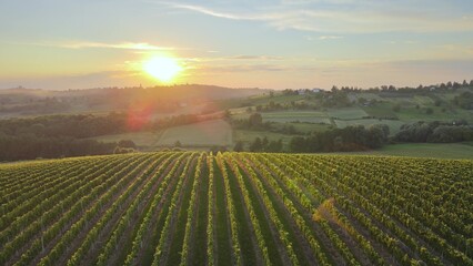 Aerial View Of Vineyards farms grapes plantation France hills countryside at sunrise. Amazing...